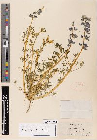 Lupinus nanus var. menkerae image