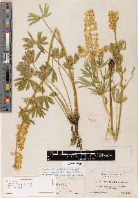 Lupinus variegatus image