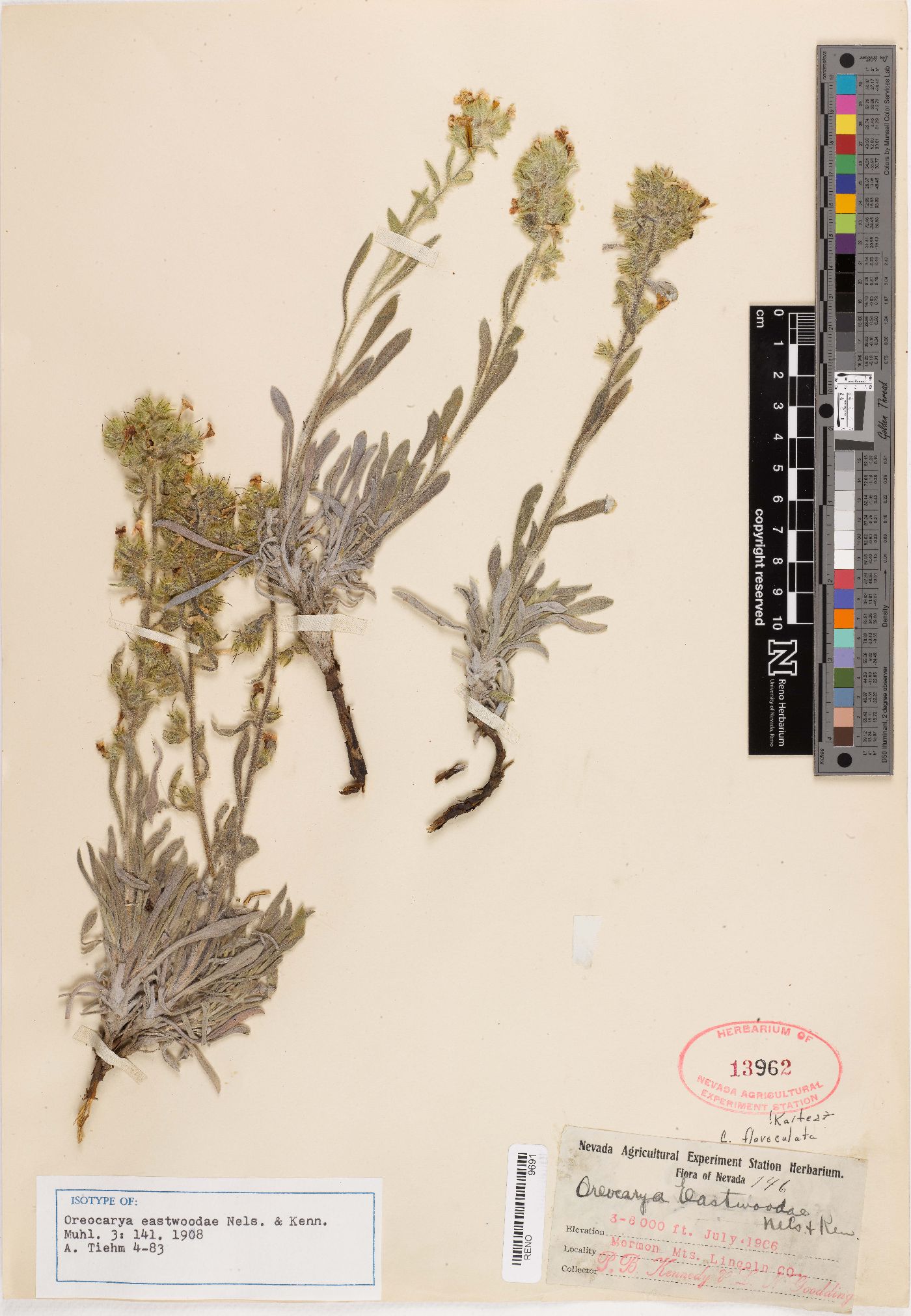 Oreocarya eastwoodiae image