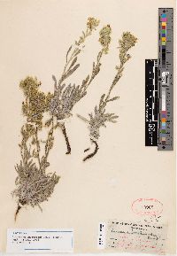 Oreocarya eastwoodiae image