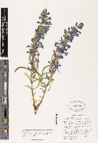 Penstemon angustifolius var. vernalensis image