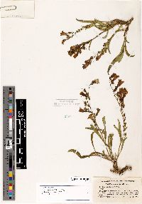 Penstemon leiophyllus image