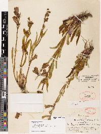 Penstemon speciosus image