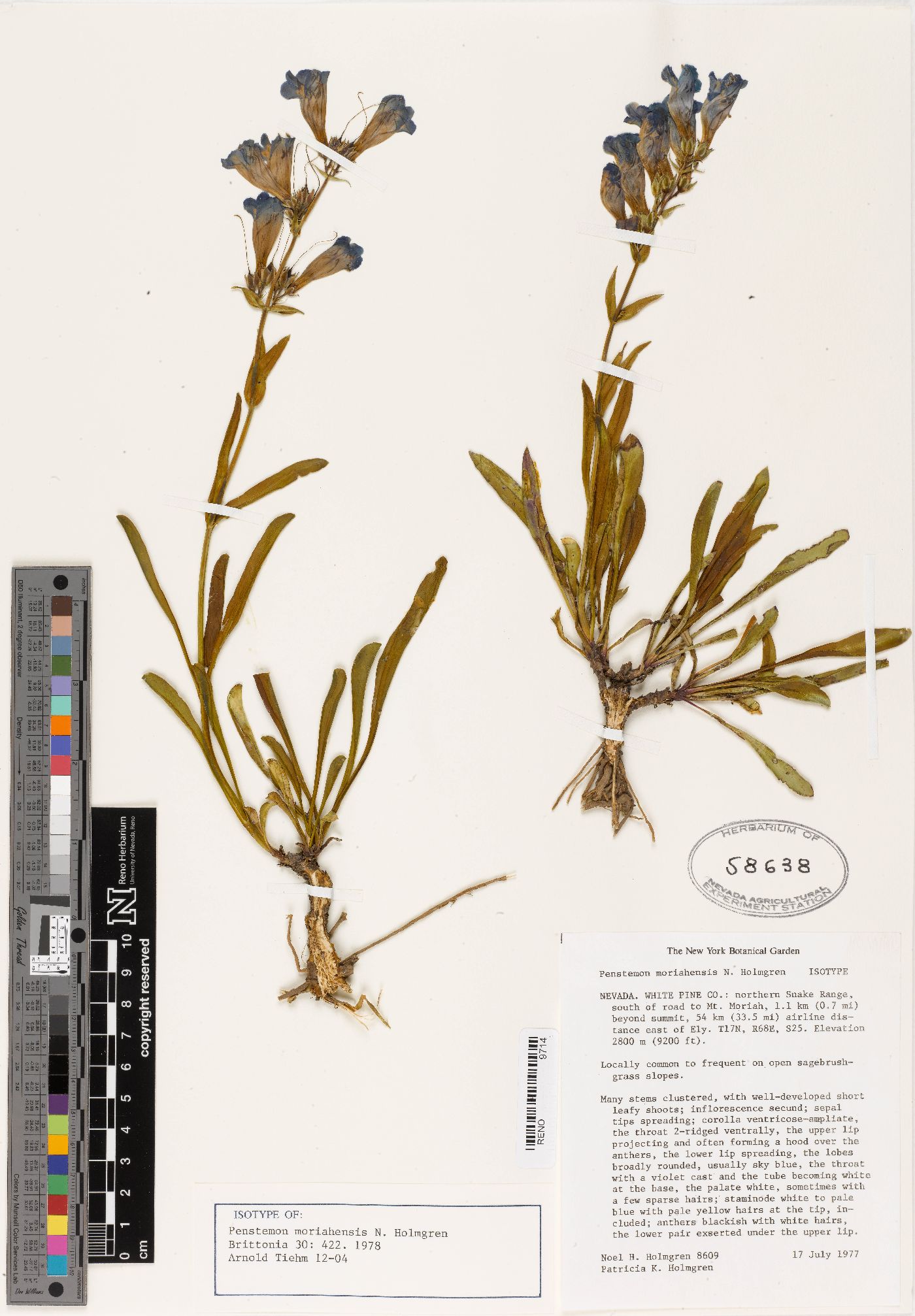 Penstemon moriahensis image