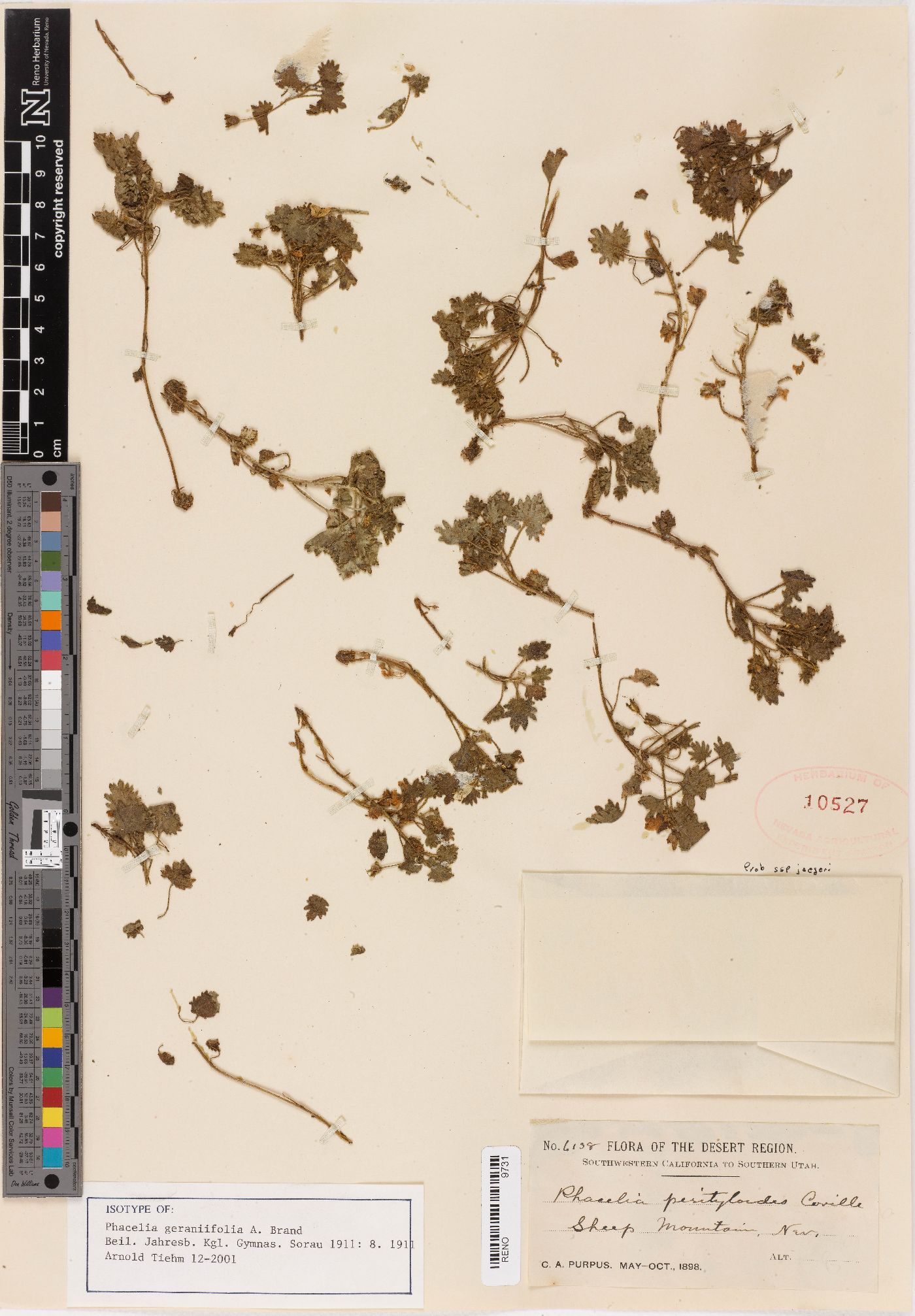 Phacelia geraniifolia image