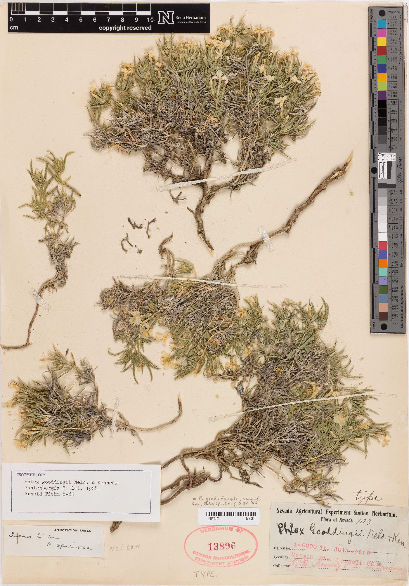 Phlox gooddingii image