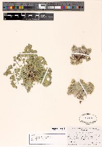 Physaria eburniflora image