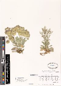 Physaria lepidota image
