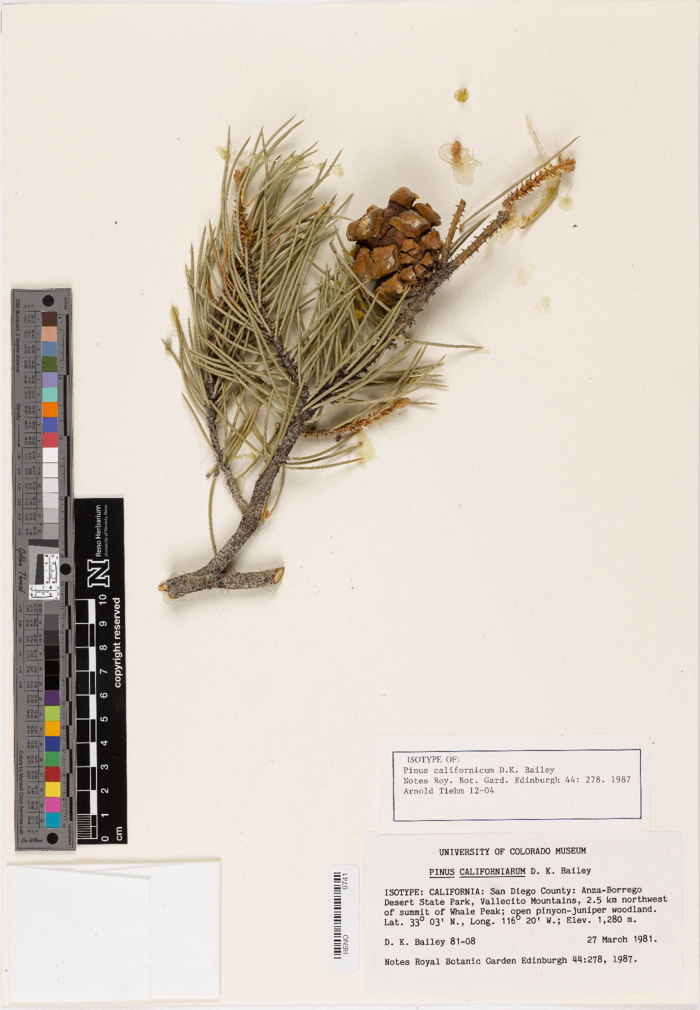 Pinus monophylla var. californiarum image