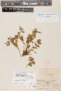 Ivesia arizonica var. saxosa image