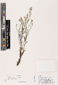 Stephanomeria fluminea image