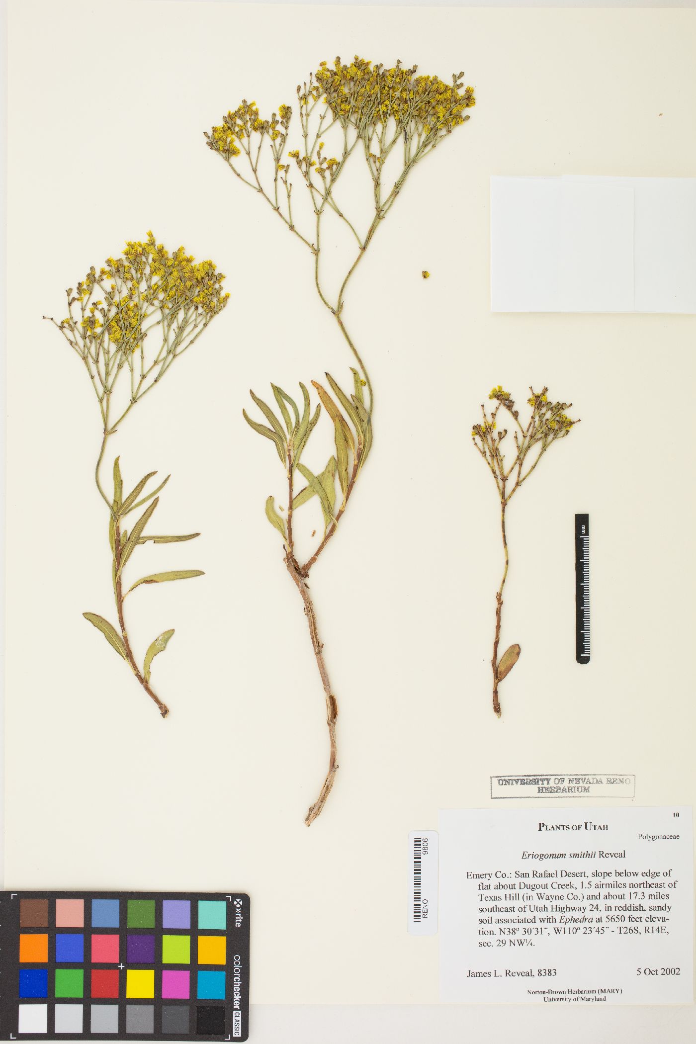 Eriogonum smithii image