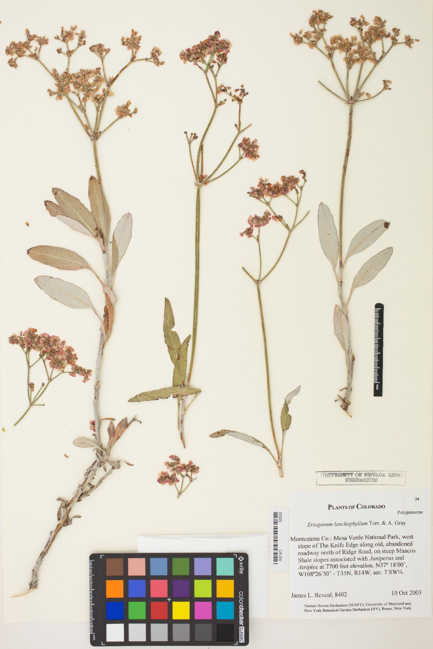 Eriogonum lonchophyllum image