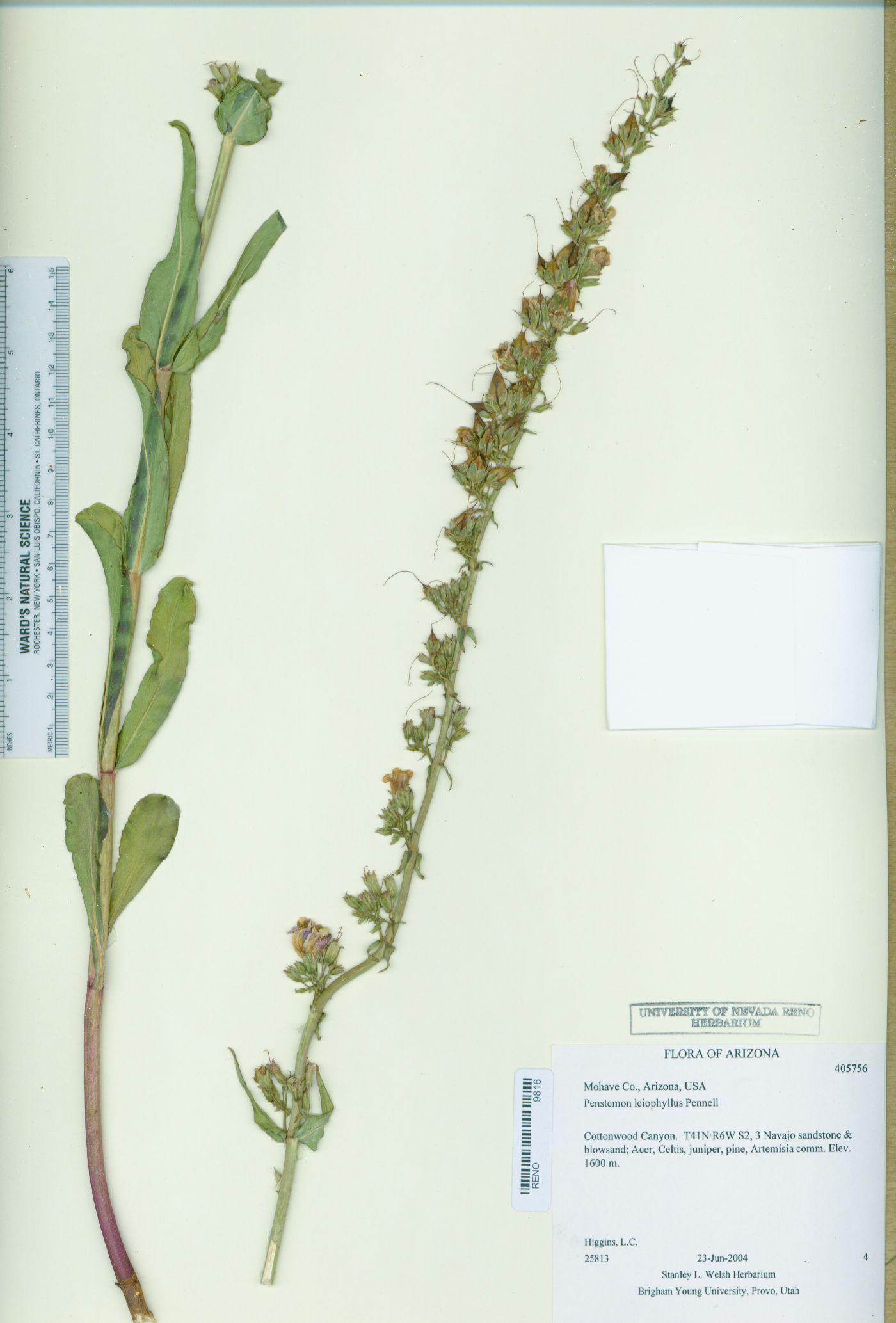 Penstemon laevis image