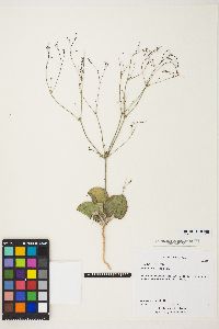 Eriogonum gordonii image