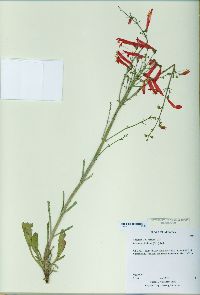 Penstemon barbatus subsp. torreyi image