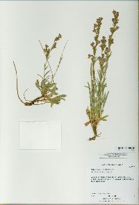 Penstemon ophianthus image