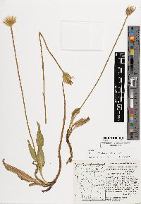 Microseris laciniata subsp. detlingii image