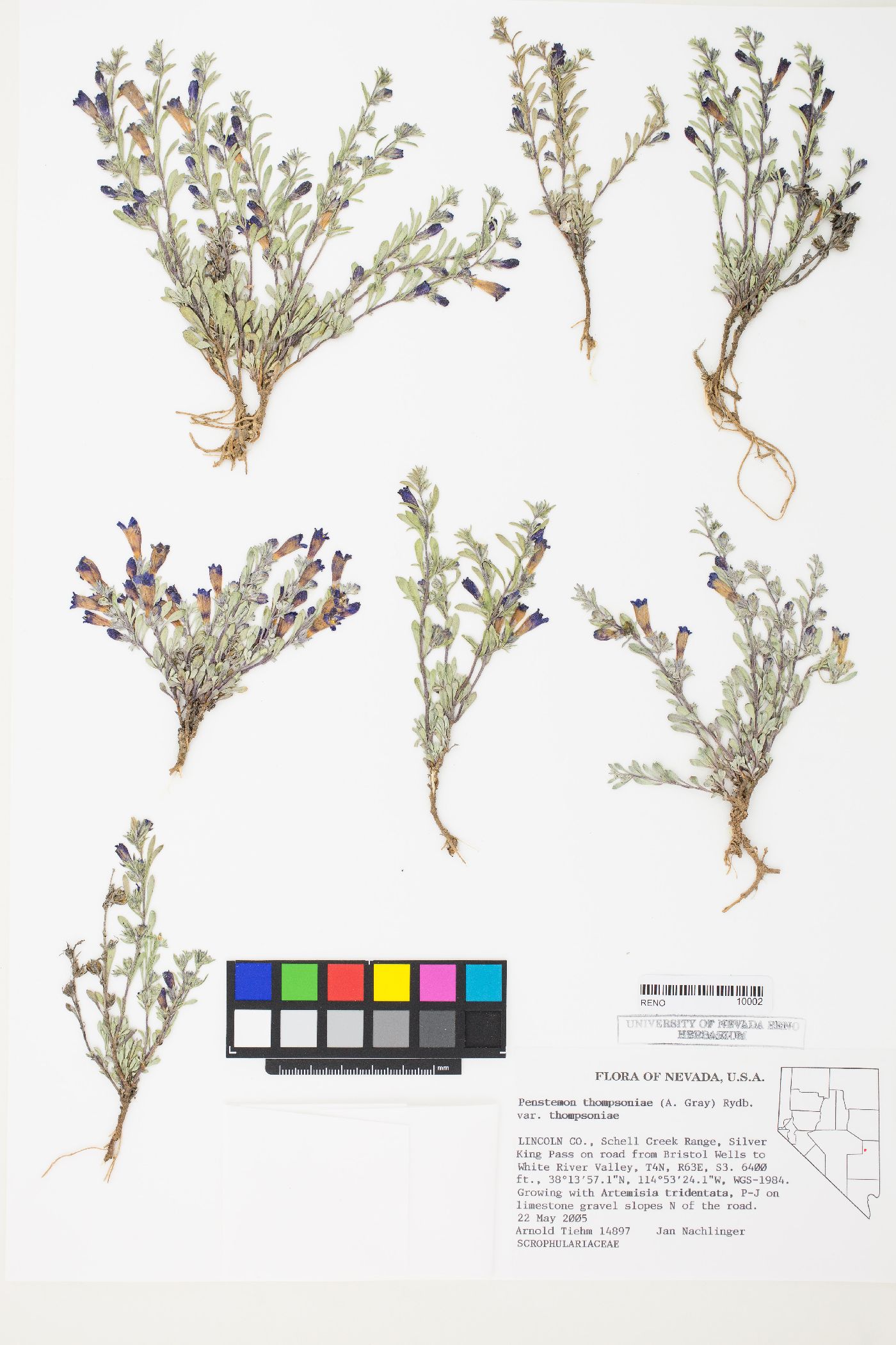 Penstemon thompsoniae var. thompsoniae image