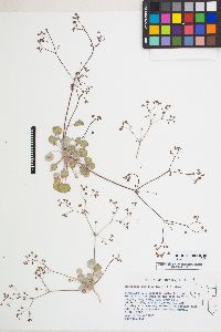 Eriogonum pusillum image