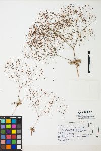 Eriogonum thomasii image