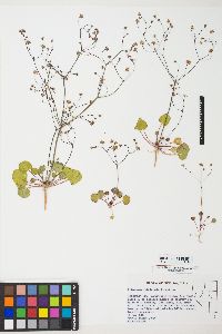 Eriogonum rubricaule image