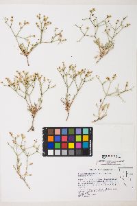 Eriogonum heermannii image