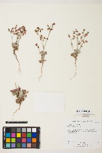 Eriogonum deflexum image