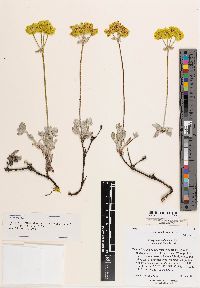 Eriogonum umbellatum var. canifolium image