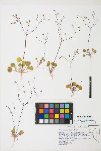 Eriogonum rubricaule image