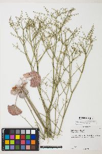 Eriogonum deflexum var. deflexum image