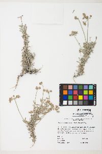 Eriogonum fasciculatum image