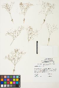 Eriogonum thomasii image