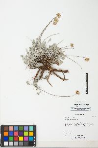 Eriogonum ovalifolium image