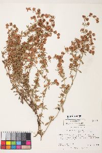 Eriogonum abertianum image