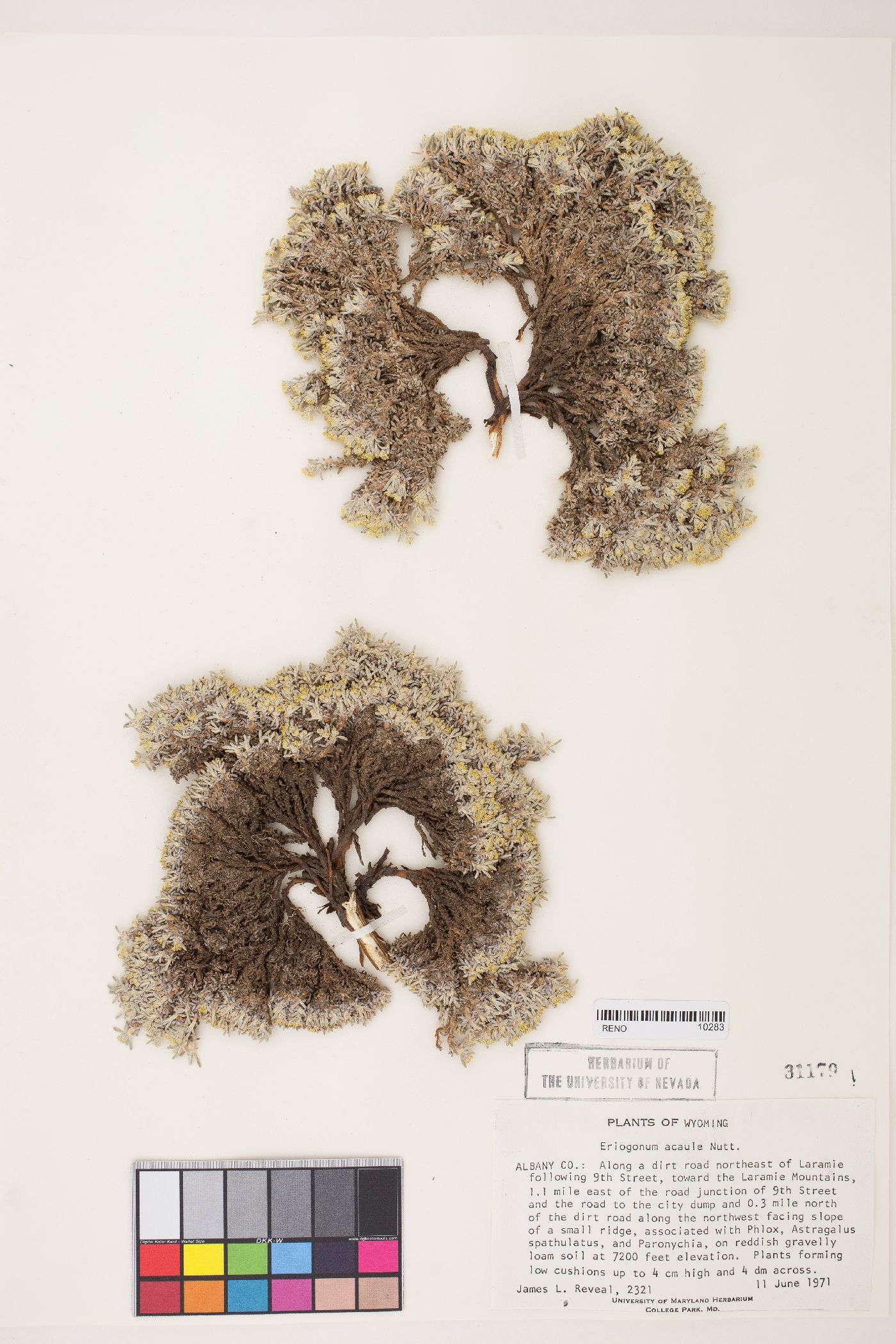 Eriogonum acaule image