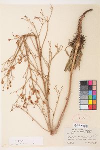 Eriogonum alatum image