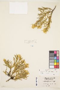 Ericameria compacta image