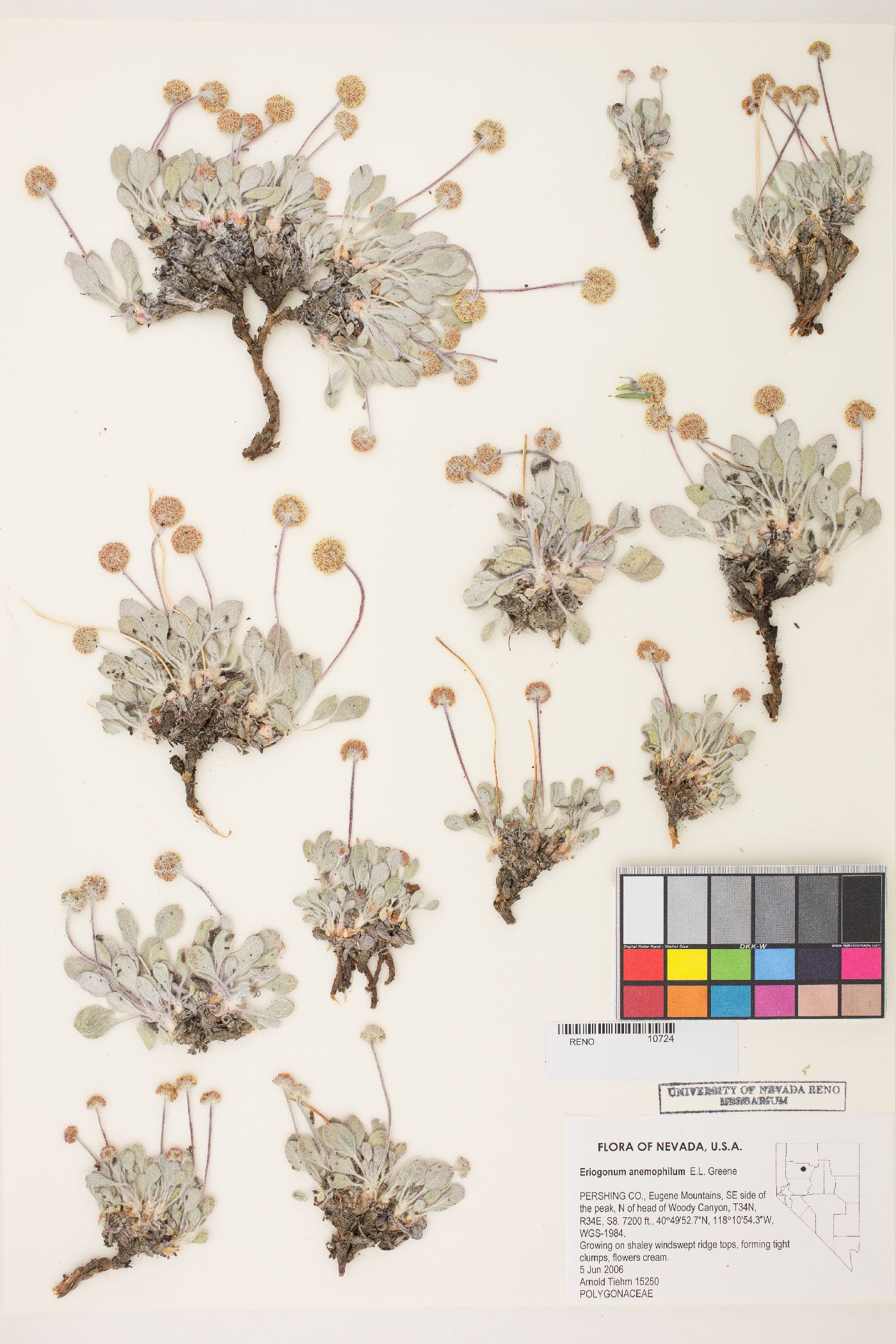 Eriogonum anemophilum image