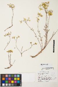 Eriogonum microthecum var. ambiguum image