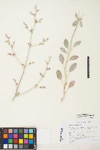 Eriogonum nummulare image