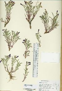 Penstemon kingii image