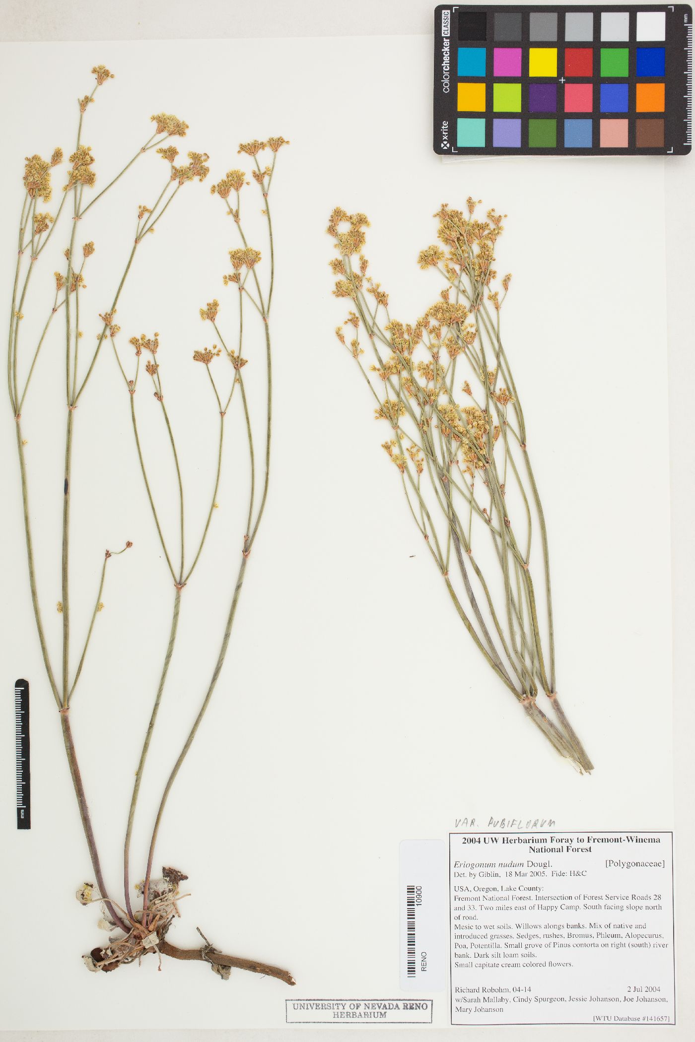 Eriogonum nudum image