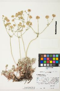 Eriogonum umbellatum var. juniporinum image