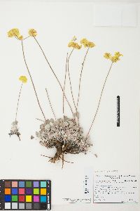 Eriogonum strictum image