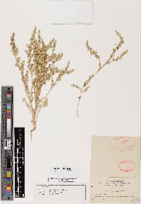 Atriplex philonitra image