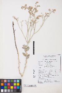 Eriogonum nummulare image