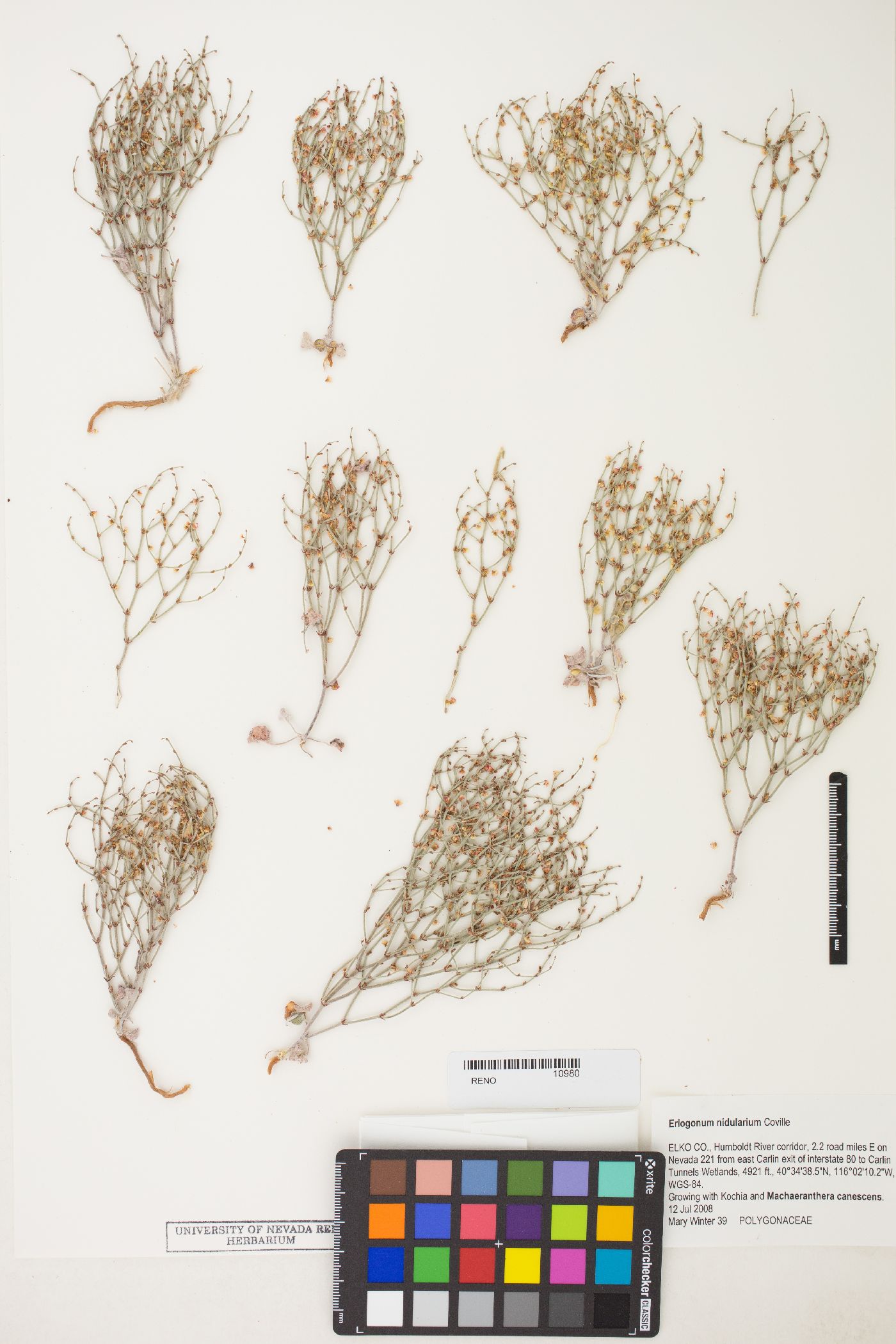 Eriogonum nidularium image