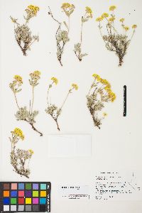 Eriogonum sphaerocephalum image