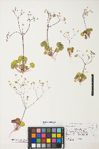 Eriogonum rubricaule image